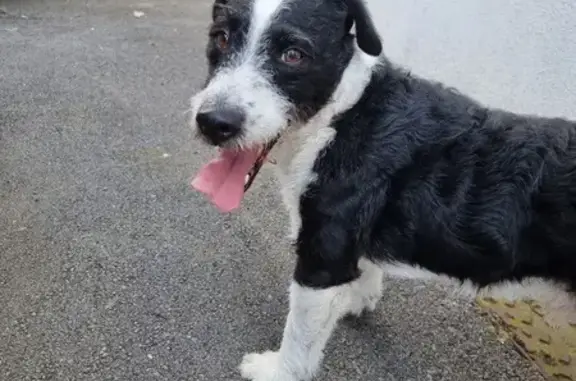Fox terrier mâle noir et blanc trouvé à Lallaing - photo