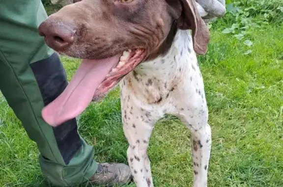 Chien mâle trouvé: Braque blanc, tache marron, Montry - photo