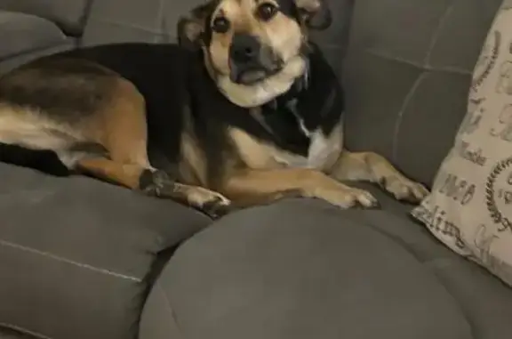 Lost German Shepherd Lab Mix on Nantuckett Ave