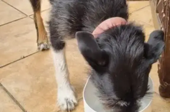 Chien trouvé et mis en sécurité à Tarnos - photo