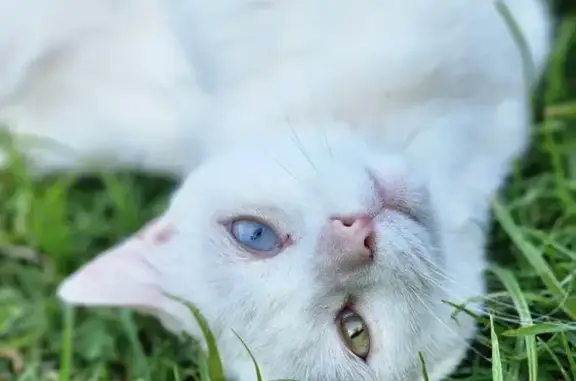 Lost White Cat: Unique Eyes, Vereeniging