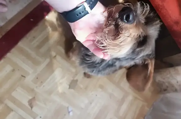 Chienne marron et jaune trouvée à Les Cars - photo