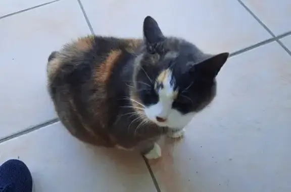 Animaux perdus Cézac, photo: Chat tricolore sociable perdu à Cézac