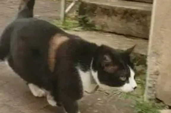 Chat perdu, La Canourgue, photo: Chat perdu : Mishka, gros, tatoué, blessé