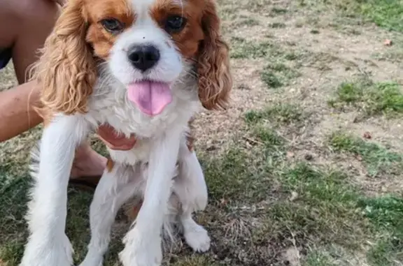 Chien Cavalier King Charles trouvé à Saint-Denis - photo