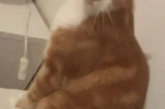 Animaux perdus , photo: Chat tigré roux et blanc perdu à Loconville
