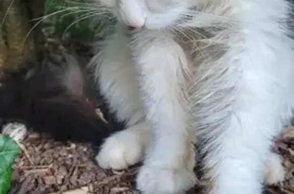 Animaux trouvés , photo: Chat tricolore trouvé maigre à Osenbach