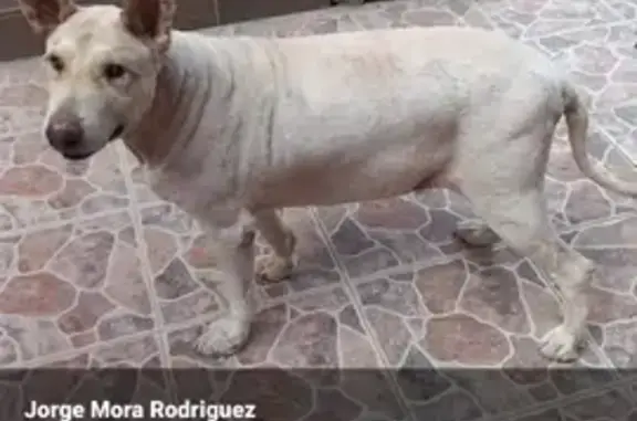 Perros perdidos, , foto: Perro Ciego Perdido en Cacalomacán - Ayuda
