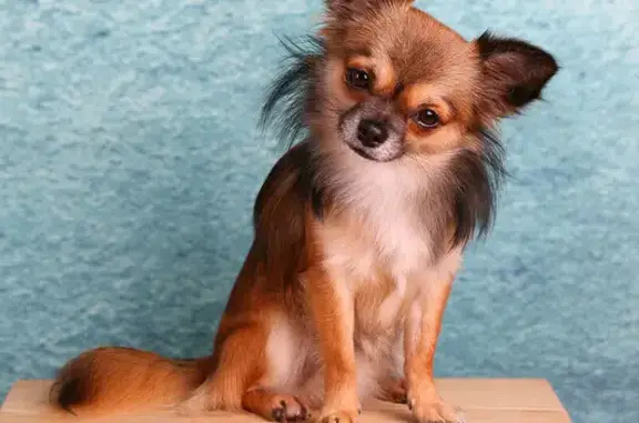 Chien trouvé Nailly, photo: Petit chien trouvé près de Villebougis