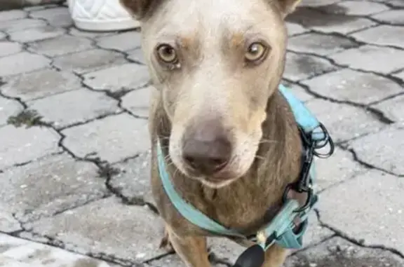 Perro Encontrado en Puebla: Necesita Hogar Amoroso