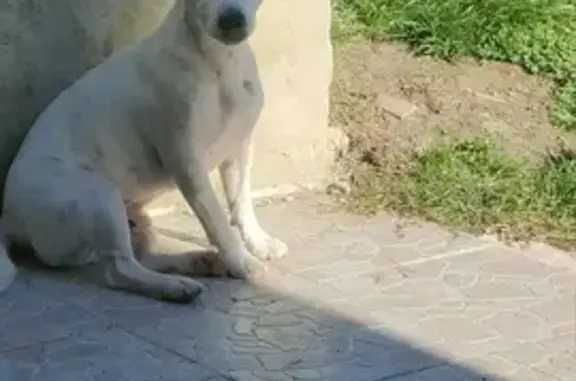 Chien perdu Le Tallud, photo : Chien perdu après feu d'artifice, contactez-nous