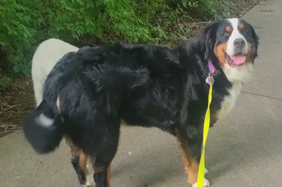 Lost Bernese Mountain Dog on North Banta Rd