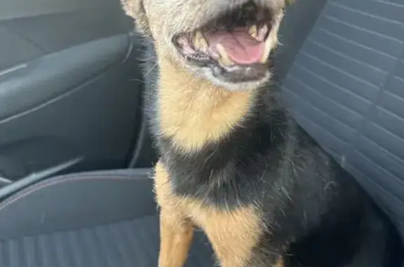 Petit chien noir femelle trouvé à Villevaudé - photo