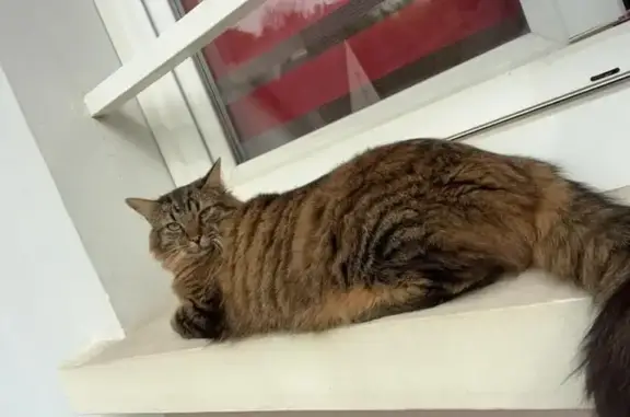 Animaux perdus Chézy-sur-Marne, photo: Chat angora tigré perdu à Chézy-sur-Marne