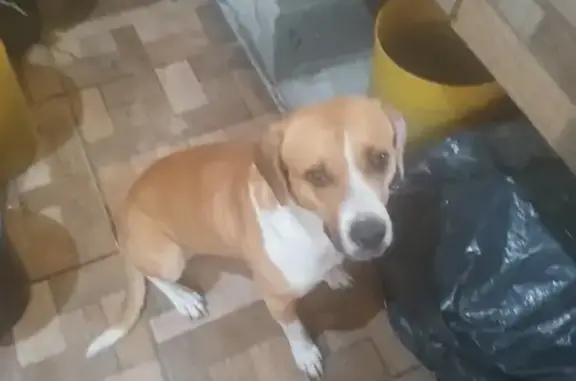 Perros perdidos, , foto: Perro Perdido en García, N.L. - Café y Blanco