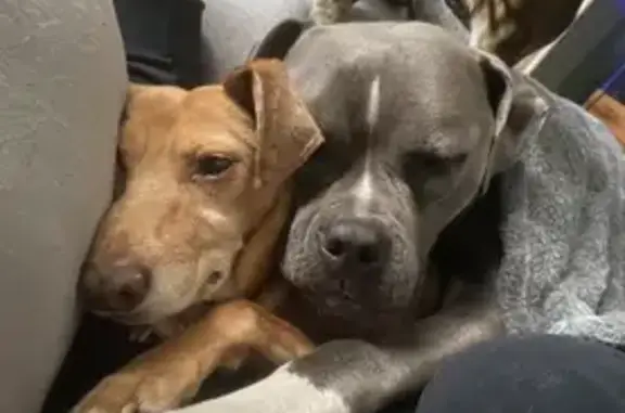 Lost Dogs: Rex & Elsa on Church Camp Rd