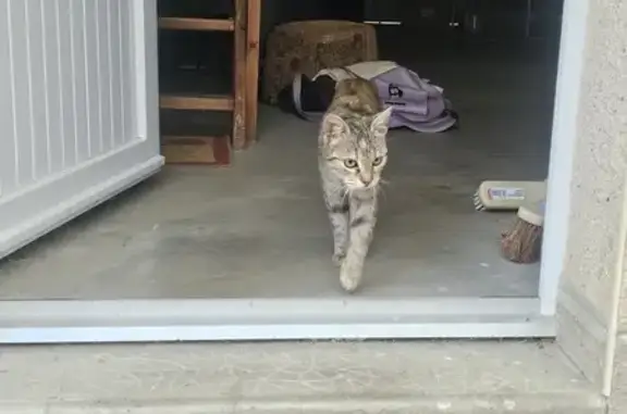 Animaux trouvés La Flèche, photo: Petite chatte européenne trouvée blessée