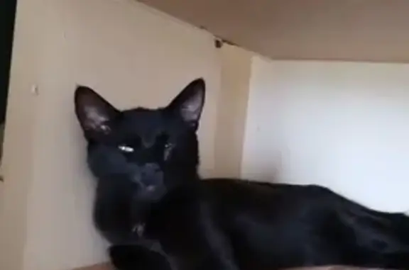 Chat perdu, , photo: Chat noir mâle perdu, Route de Bruère