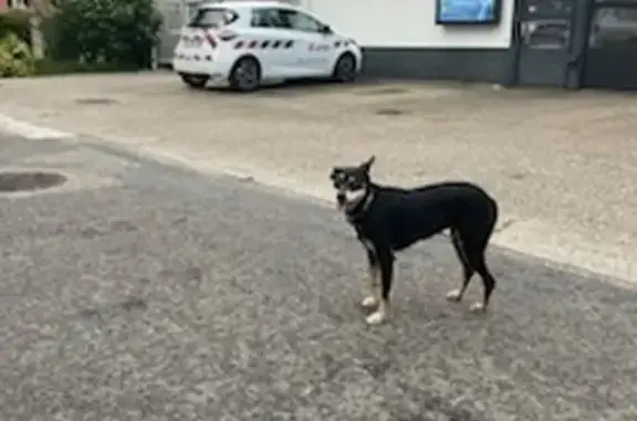 Chien trouvé Meillonnas, photo: Chienne blessée échappée Rue du Potey, Meillonnas