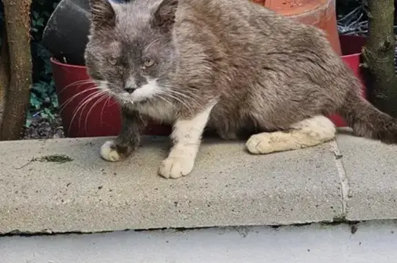 Chat gris amaigri trouvé, Veigy-Foncenex - photo