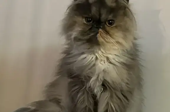 Animaux perdus Quéven, photo: Chat Perdu: Topaze, Petite et Craintive
