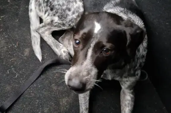 Animaux trouvés Tournus, photo: Chien noir et blanc trouvé à Tournus
