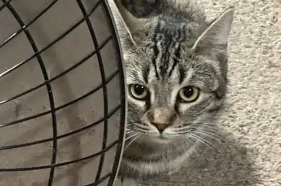 Lost Female Cat in Camp Verde - Help Needed!