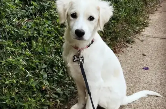 Missing Dog: Mabel, 1.5 Yrs, White/Tan Spots