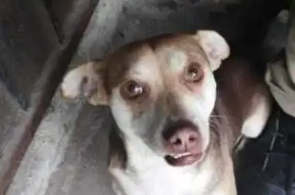 ¡Perro Chihuahua Grande Perdido en Tijuana!