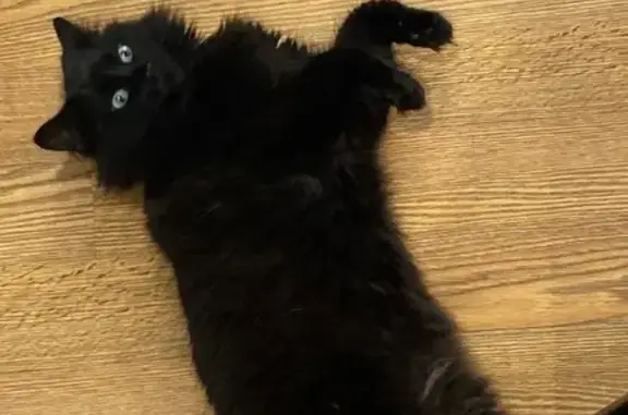 Missing Black Fluffy Cat: Gustav in Holland