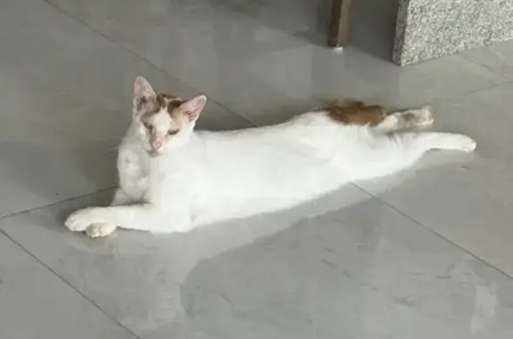 Missing Siamese Cat: White with Orange Tail