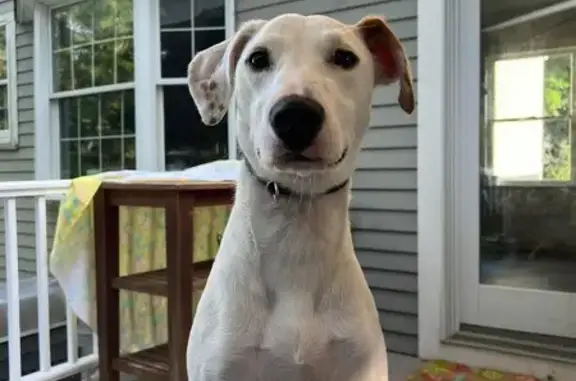 Missing Female Lab/Hound in Conway, NH