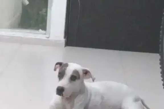 Perros perdidos, , foto: ¡Perro perdido! Kendra, pitbull blanca en Mérida