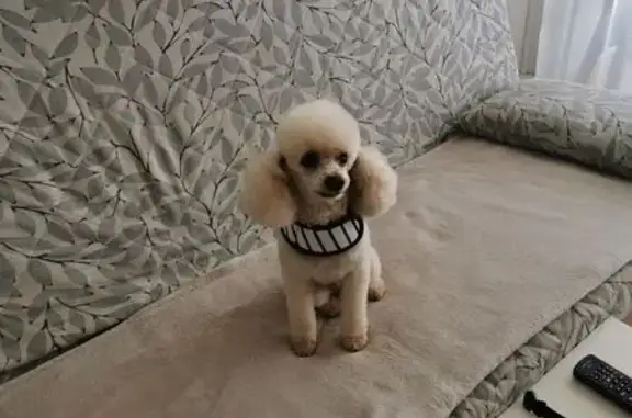 Chien perdu Veyras, photo : Caniche beige clair perdu à Veyras
