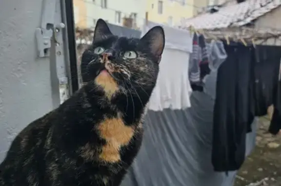 Chat perdu, Mulhouse, photo: Chatte écaille de tortue disparue Mulhouse