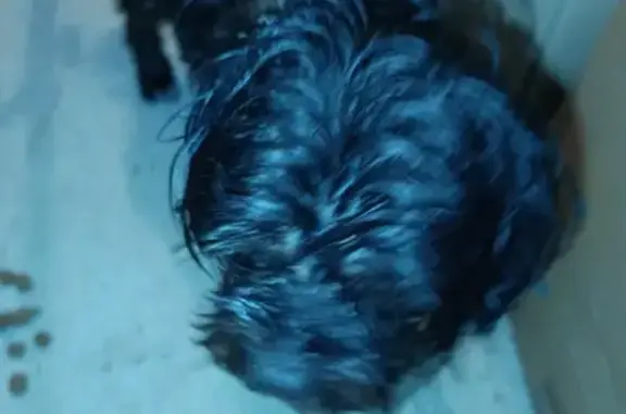 Chien noir trouvé près de la N10 à Mansle - photo