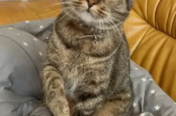 Chat perdu, , photo: Chatte tigrée perdue à Chonas-l'Amballan