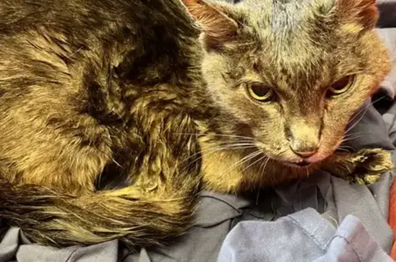 Chat trouvé , photo: Chat marron gris trouvé amaigri à Brech