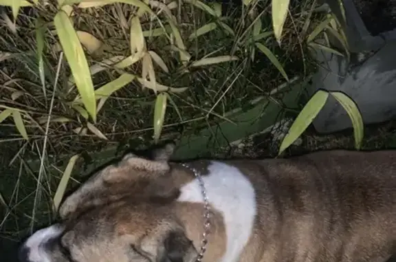 Dogue continental trouvé à Roz-Landrieux - photo