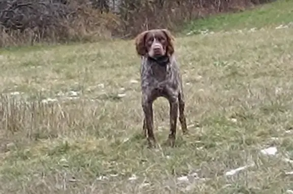 Chien perdu , photo : Épagneul Breton tricolore perdu à La Salle-les-Alpes