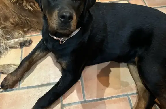 Rottweiler femelle 1 an perdue à Nîmes - photo