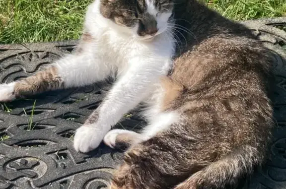 Animaux perdus , photo: Chat âgé de 17 ans disparu à Wambrechies