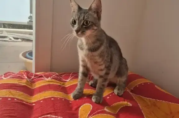 Chat trouvé en bonne santé à Marseille - photo
