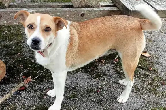 Perrita Blanca/Canela Perdida en Villaviciosa