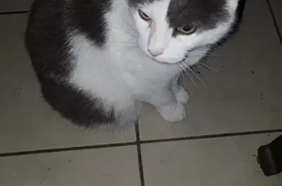 Chat blanc et gris trouvé à Lanester - photo