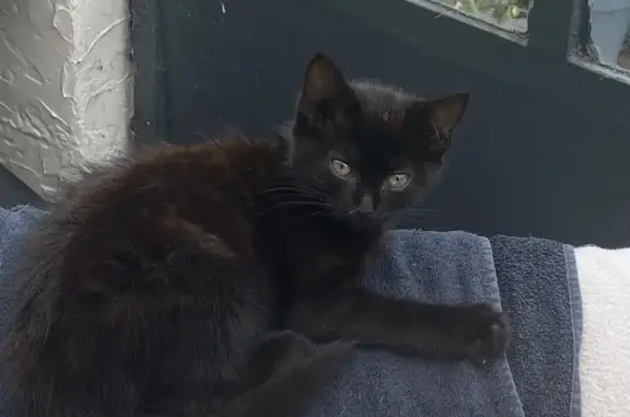 Chat trouvé , photo: Chaton noir trouvé à Aix-en-Issart