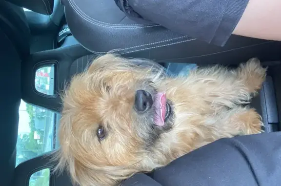Petit chien affectueux trouvé rue Beugnet - photo