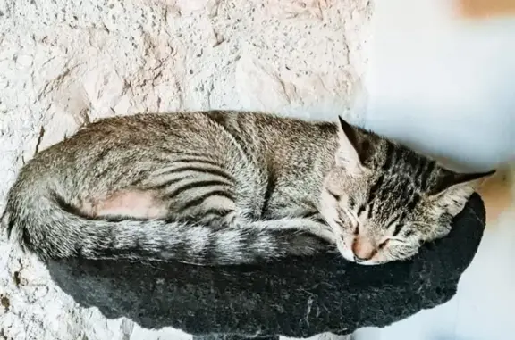 Chat perdu, Cazes-Mondenard, photo: Chat tigré mâle perdu à Cazes-Mondenard