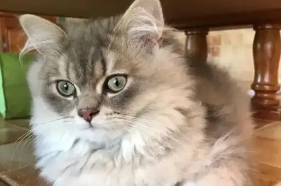 Chat British Longhair perdu à Roquebrune - photo