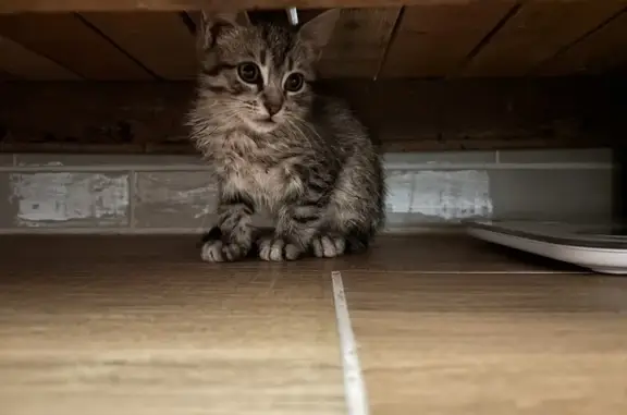 Chaton gris trouvé rue du Tuc, Saint-Perdon - photo